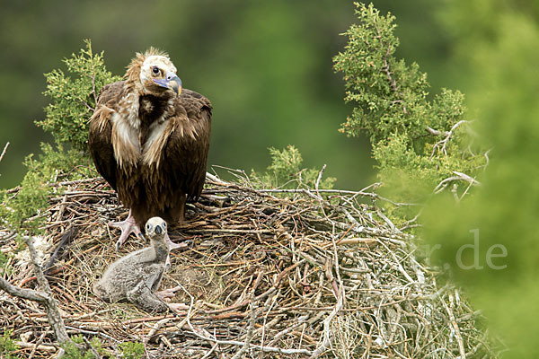 Mönchsgeier (Aegypius monachus)