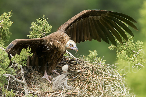 Mönchsgeier (Aegypius monachus)