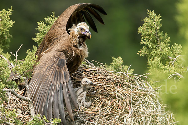 Mönchsgeier (Aegypius monachus)