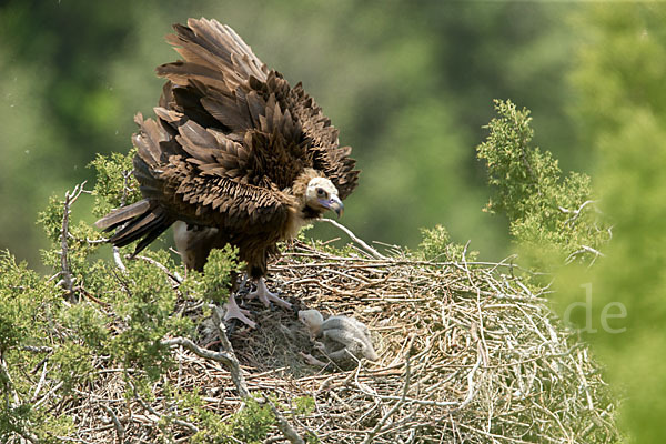 Mönchsgeier (Aegypius monachus)