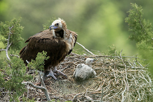 Mönchsgeier (Aegypius monachus)