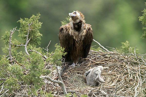 Mönchsgeier (Aegypius monachus)