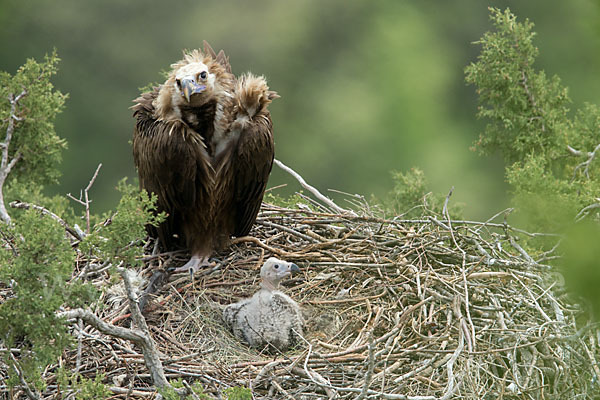 Mönchsgeier (Aegypius monachus)