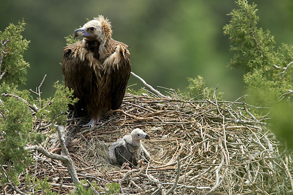 Mönchsgeier (Aegypius monachus)