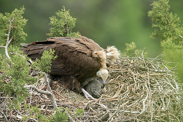 Mönchsgeier (Aegypius monachus)