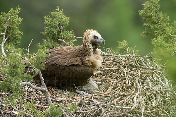 Mönchsgeier (Aegypius monachus)