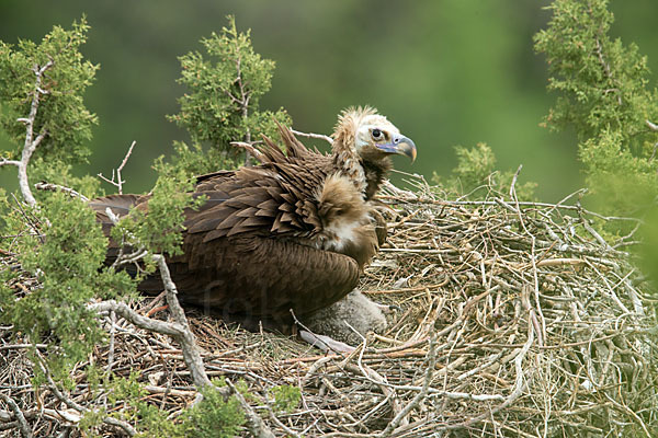 Mönchsgeier (Aegypius monachus)