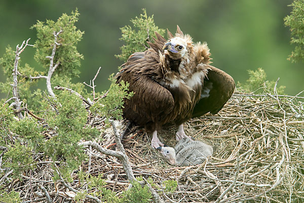 Mönchsgeier (Aegypius monachus)