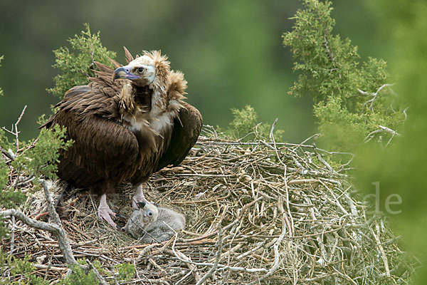 Mönchsgeier (Aegypius monachus)