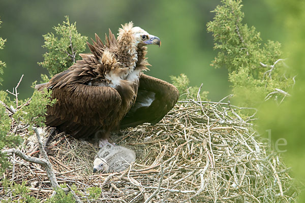 Mönchsgeier (Aegypius monachus)