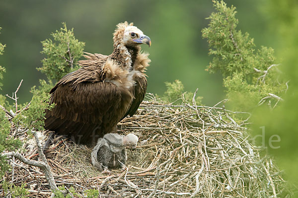 Mönchsgeier (Aegypius monachus)