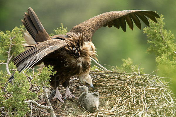 Mönchsgeier (Aegypius monachus)