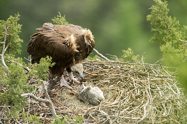 Mönchsgeier (Aegypius monachus)