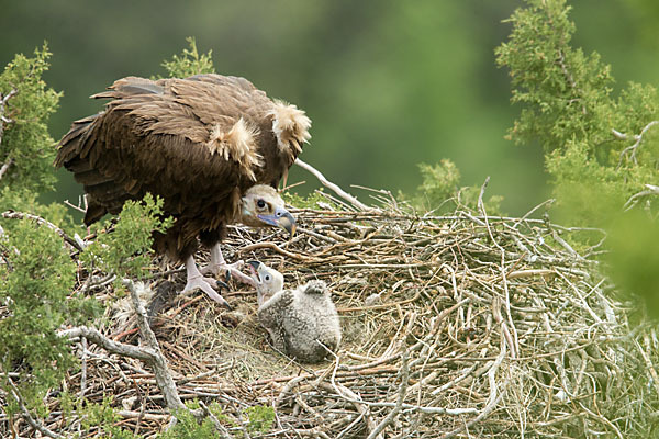 Mönchsgeier (Aegypius monachus)