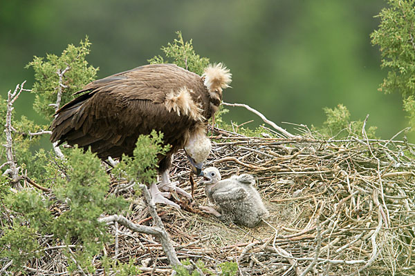 Mönchsgeier (Aegypius monachus)