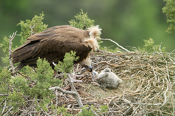 Mönchsgeier (Aegypius monachus)