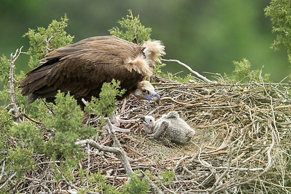 Mönchsgeier (Aegypius monachus)