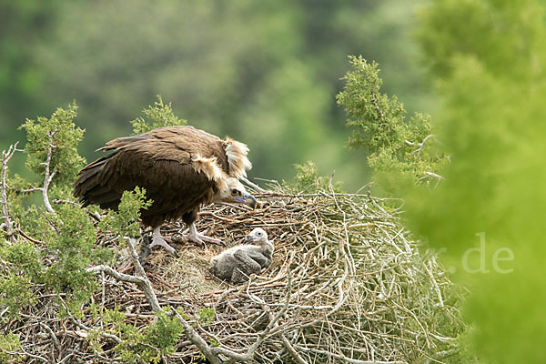 Mönchsgeier (Aegypius monachus)