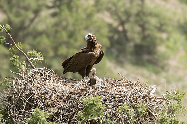 Mönchsgeier (Aegypius monachus)