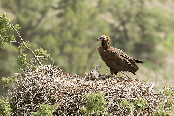 Mönchsgeier (Aegypius monachus)