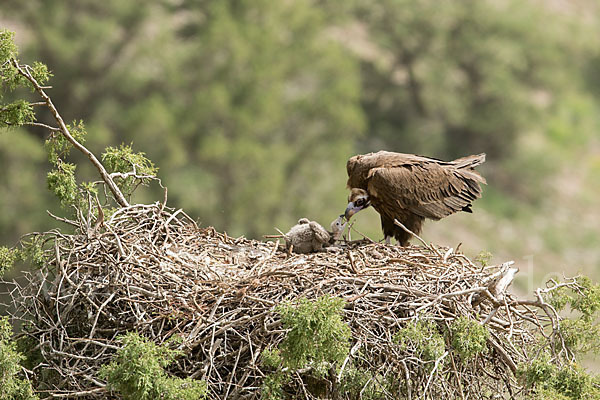 Mönchsgeier (Aegypius monachus)