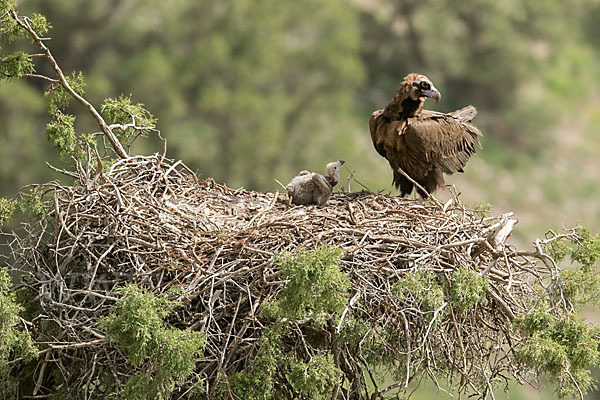 Mönchsgeier (Aegypius monachus)