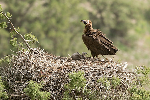 Mönchsgeier (Aegypius monachus)