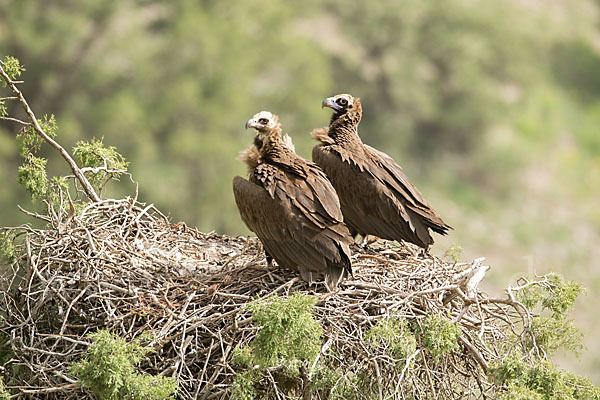 Mönchsgeier (Aegypius monachus)