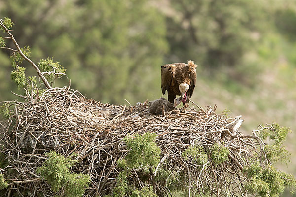 Mönchsgeier (Aegypius monachus)