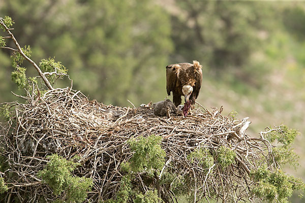 Mönchsgeier (Aegypius monachus)