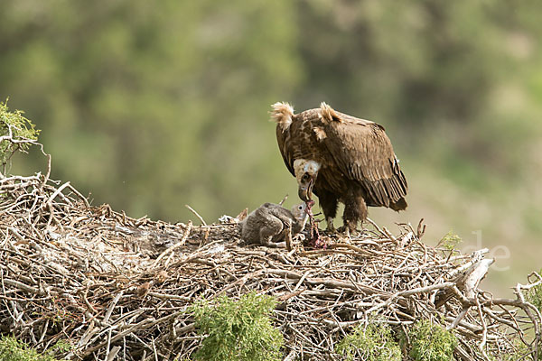 Mönchsgeier (Aegypius monachus)