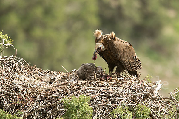 Mönchsgeier (Aegypius monachus)