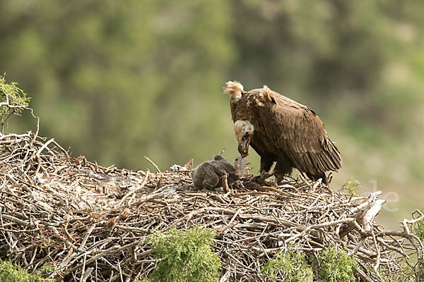 Mönchsgeier (Aegypius monachus)