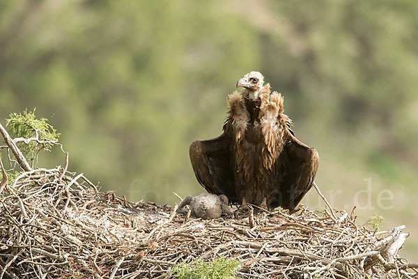 Mönchsgeier (Aegypius monachus)