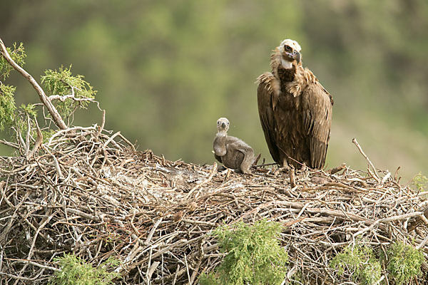 Mönchsgeier (Aegypius monachus)