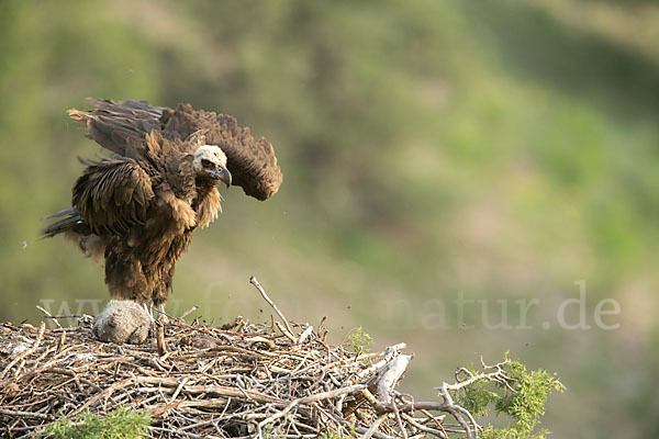 Mönchsgeier (Aegypius monachus)