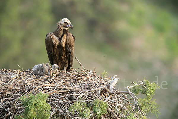 Mönchsgeier (Aegypius monachus)