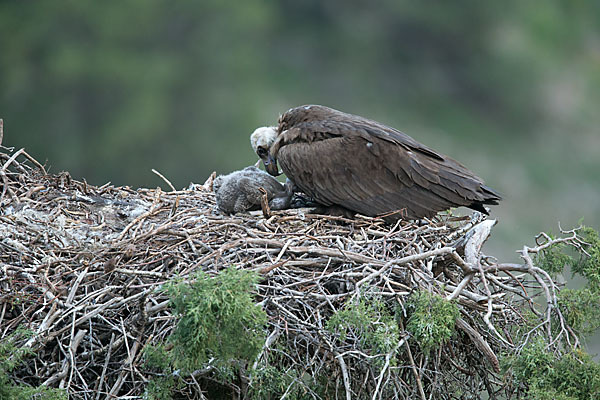 Mönchsgeier (Aegypius monachus)