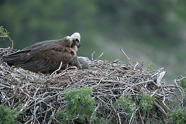 Mönchsgeier (Aegypius monachus)