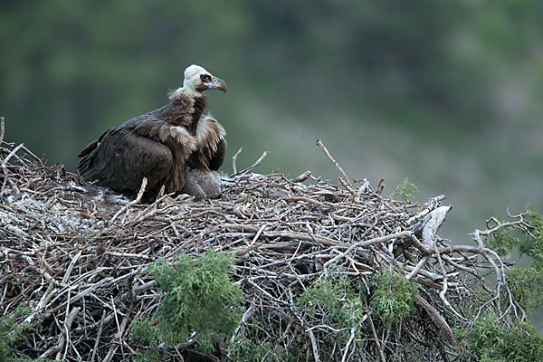 Mönchsgeier (Aegypius monachus)