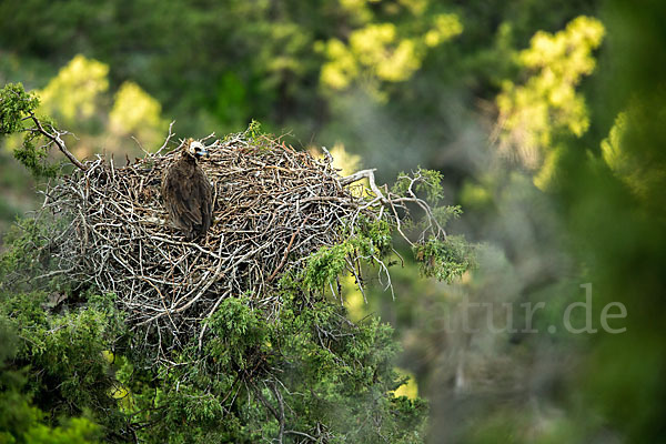 Mönchsgeier (Aegypius monachus)