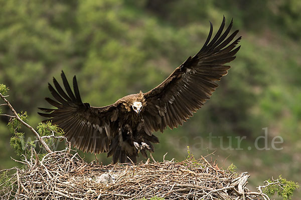 Mönchsgeier (Aegypius monachus)