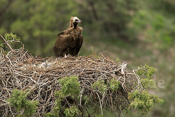 Mönchsgeier (Aegypius monachus)