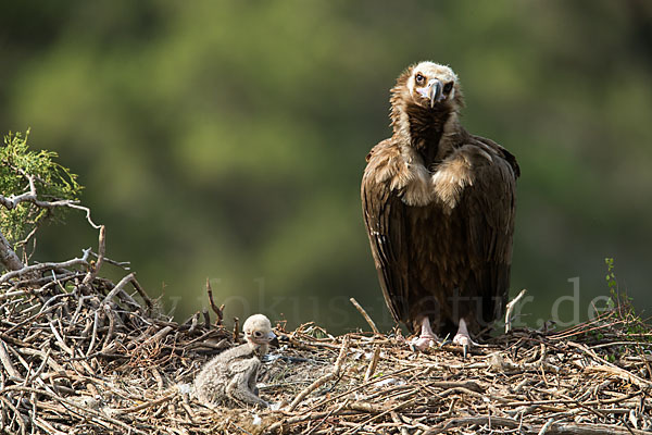 Mönchsgeier (Aegypius monachus)