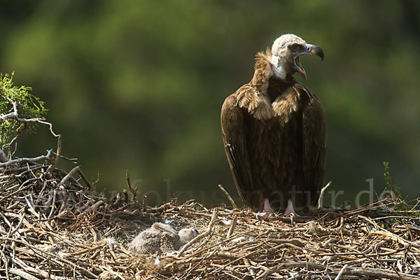 Mönchsgeier (Aegypius monachus)