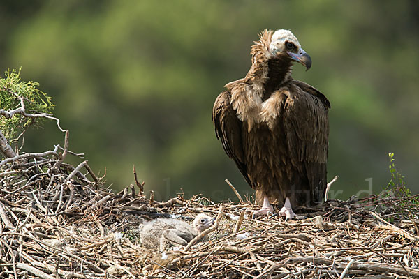 Mönchsgeier (Aegypius monachus)