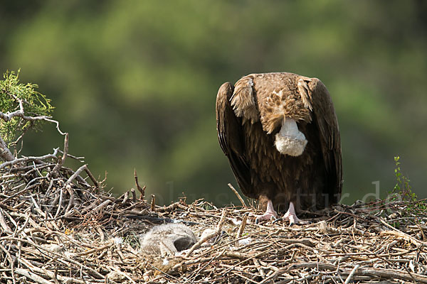 Mönchsgeier (Aegypius monachus)