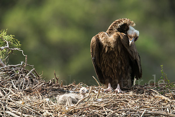 Mönchsgeier (Aegypius monachus)