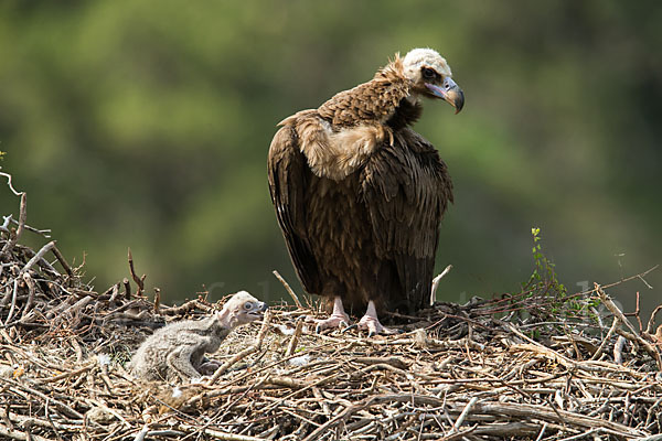 Mönchsgeier (Aegypius monachus)