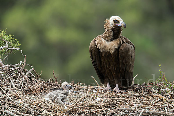 Mönchsgeier (Aegypius monachus)